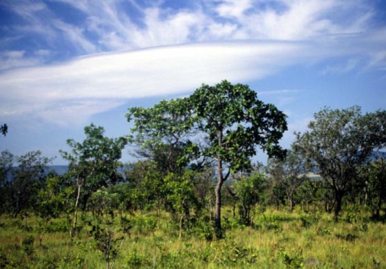 Open, grass-rich savanna in central Brazil